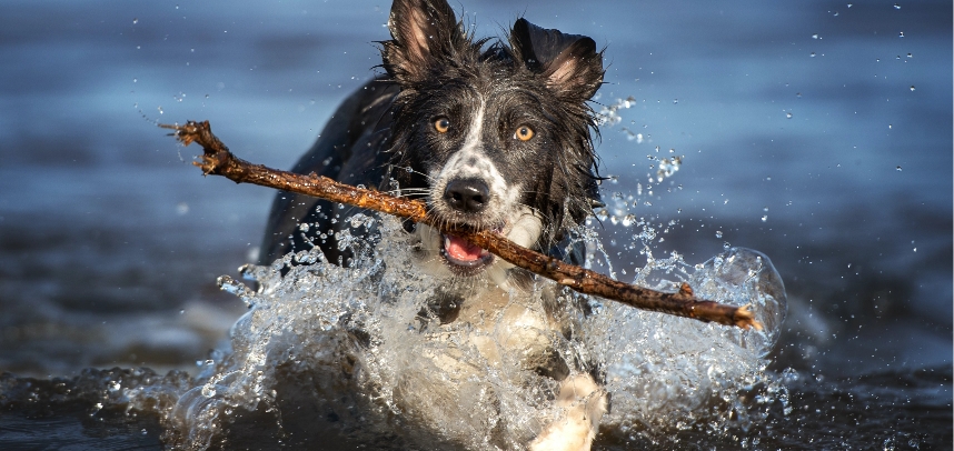 Cão brincando na água — como prevenir pulgas e carrapatos