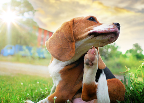 Conheça os parasitas que incomodam seu pet
